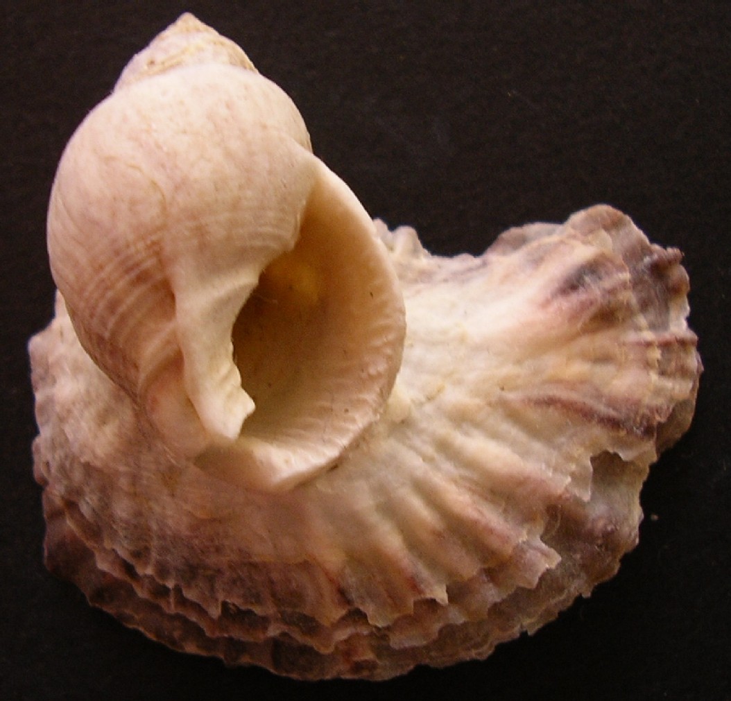 Ostrea edulis e Anomia ephippium